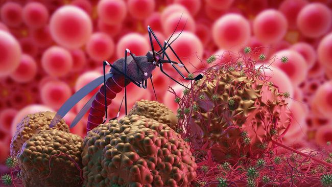 Bekasi - Ilustrasi Nyamuk Demam Berdarah Dengue (DBD).